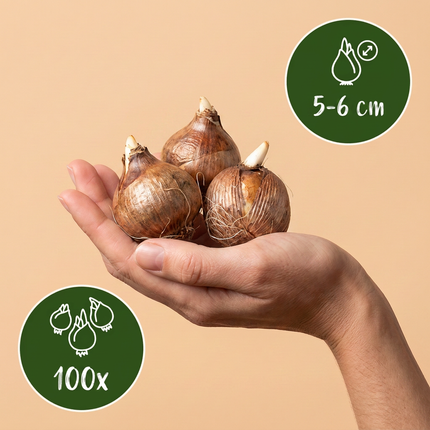 100x Crocus Species mix - Bloembollen - Krokus soortenmix - Diversen - Verwilderingsbol - Bolmaat 5/6