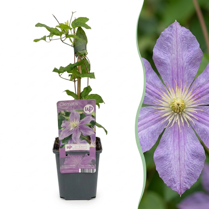 Clematis Justa - Bosrank 6x - Licht Blauw - Klimplant - Ø9cm - ↕35cm