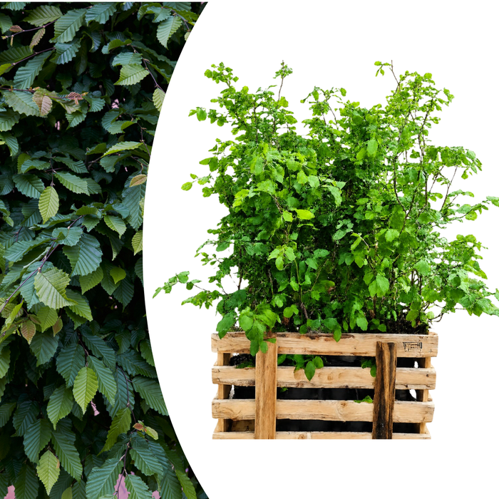 Fagus sylvatica - Beukenhaag - Palletdeal - ↕80-100cm - Ø19cm - 50x