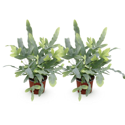 Phlebodium aureum Blue Star - Blue Fern - ↕25-30 cm - Ø12cm - 2x