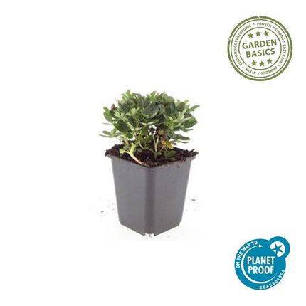 Potentilla tridentata 'Nuuk' - Ganzerik - ↕10-25cm - Ø9cm - 48x