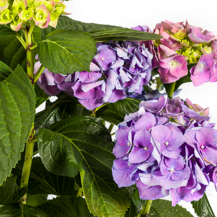 Hortensia Macrophylla Blå - ↕70-80cm - Ø24cm