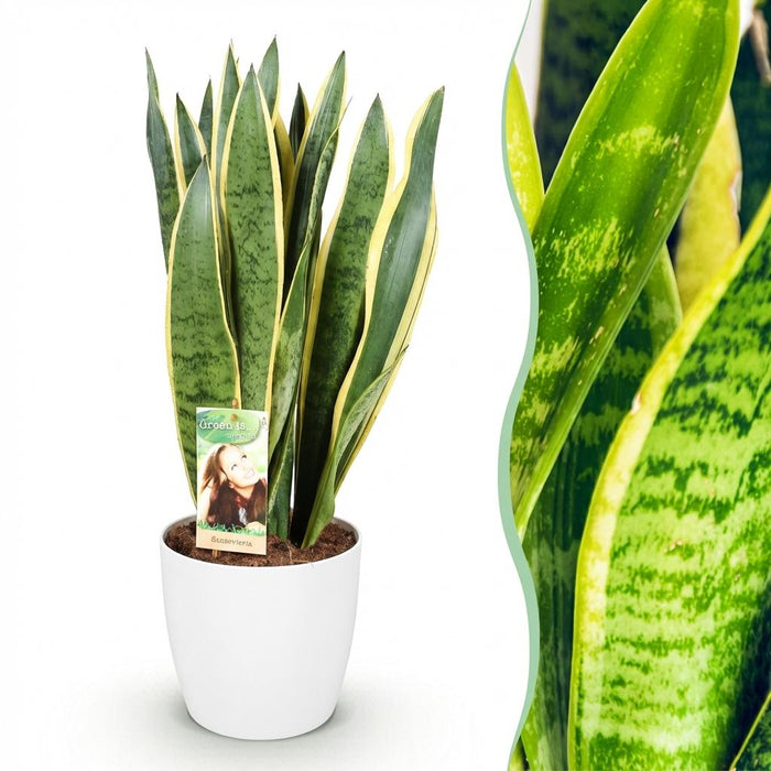 Sansevieria Laurentii - Vrouwentong - met witte plantenpot - ↕70-80cm - Ø21cm