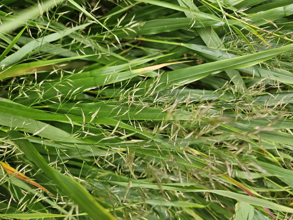 Hakonechloa Macra - Japans Berggras - ↕10-25cm - Ø9cm - 20x