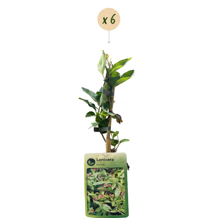 Lonicera henryi - Henrys kamperfoelie 6x - Geel - Rood - Klimplant - Ø9cm - ↕35cm