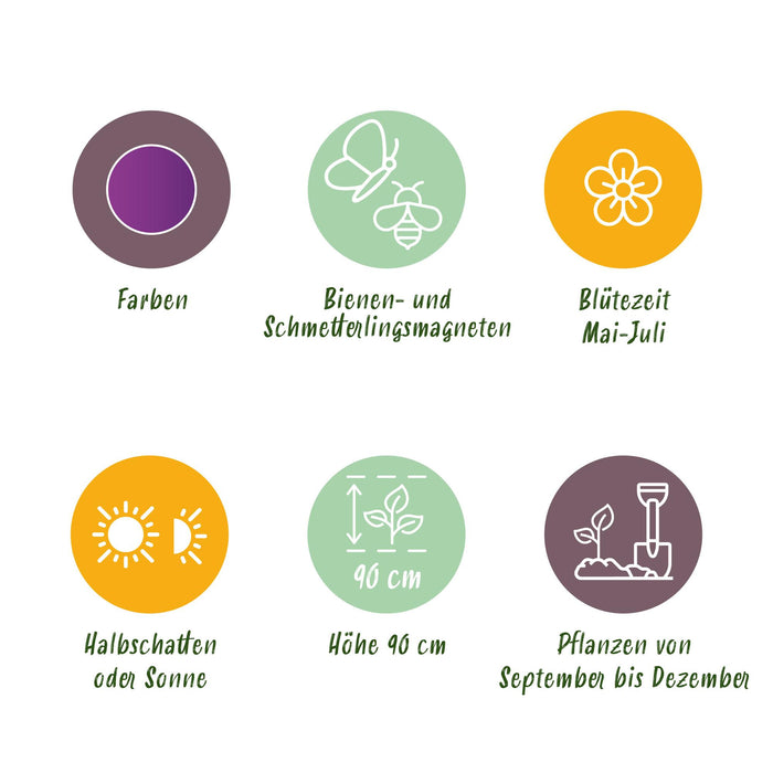 Bloembollen - Allium Purple Rain - Kleur Paars - 40 stuks - Bolmaat 10/12