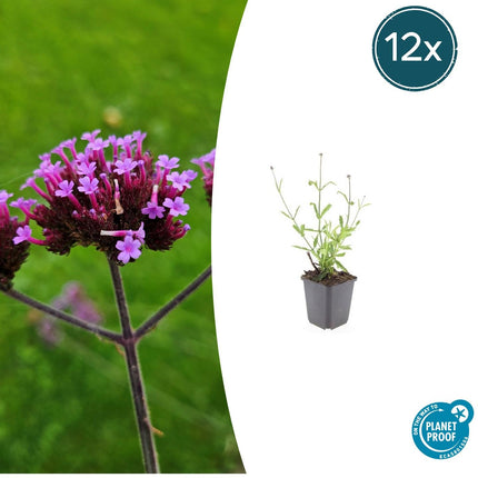 Verbena Bonariensis 'Lollipop' - Verbena - ↕10-25cm - Ø9cm - 12x