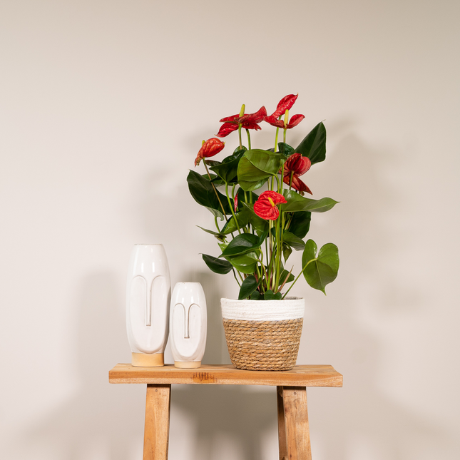Anthurium Rosso - ↕55cm - Ø17cm