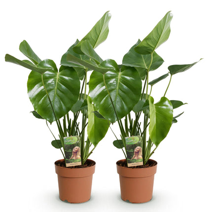 Monstera Deliciosa – Lochpflanze – ↕50–55 cm – Ø17 cm – 2 Stück