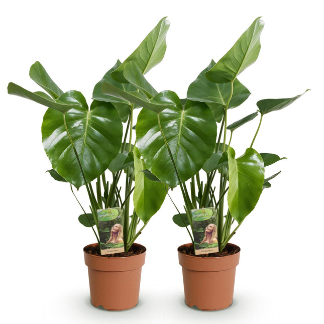 Monstera Deliciosa – Lochpflanze – ↕50–55 cm – Ø17 cm – 2 Stück