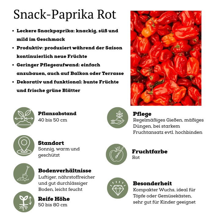 Plukgroente - Rode snack paprika - Ø 14 cm - ↨ 45 cm