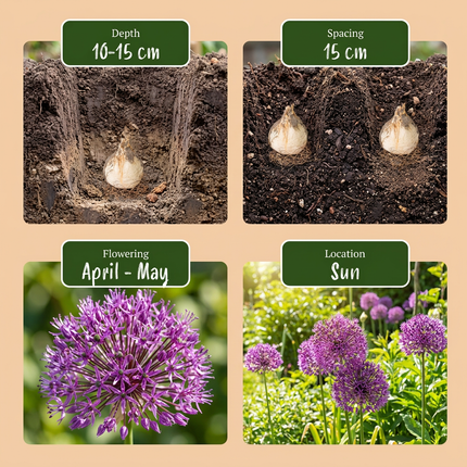 30x Allium Miami - Bloembollen - Sierui - Paars - Zomerbloeier - Bolmaat 10/+