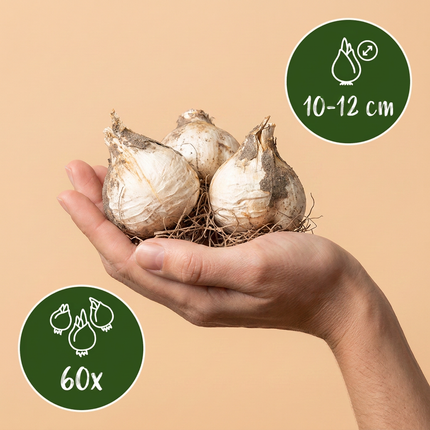 60x Allium Purple - Bloembollen - White Mix - Sierui paars-wit mengsel - Paars en Wit - Zomerbloeier - Bolmaat 10/12