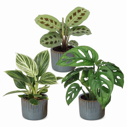 Baby Plants Surprise Box 3x - Verrassingsbox kleine planten - Diversen - Tropisch - incl. Linnea Misty Blue - Ø6cm - ↕5-15cm