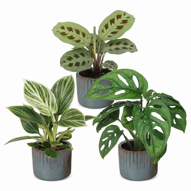 Baby Plants Surprise Box 3x - Verrassingsbox kleine planten - Diversen - Tropisch - incl. Linnea Misty Blue - Ø6cm - ↕5-15cm