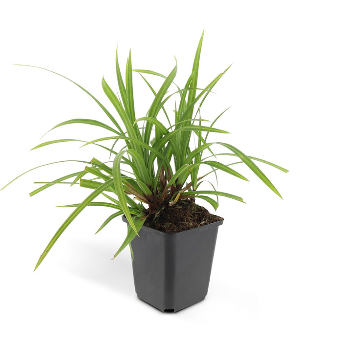 Carex morrowii 'Irish Green' - Zegge - ↕10-25cm - Ø9cm - 6x