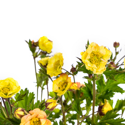 Geum Rivale Yellow - ↕50-70cm - Ø19cm