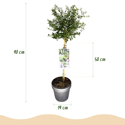 Ceanothus thyrsiflorus Repens - American Lilac - Purple Flower - ↕90cm - Ø19cm