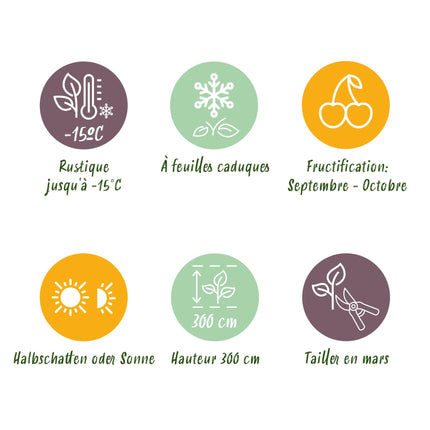 Acitinidia deliciosa Hayward - Kiwi plant - Female - Green Fruit - 2 Plants - Pot 15cm - Height 50cm