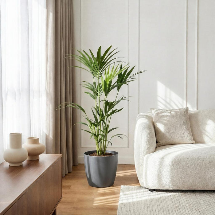Howea Forsteriana - Kentia Palm - met grijze plantenpot - ↕120-130cm - Ø21cm