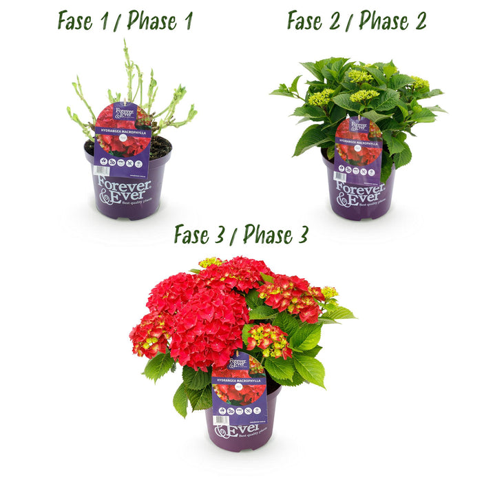 Terrasplant - Hortensia - Hydrangea Forever & Ever - Rood - 7-12 Bloemen - Pot 23cm Hoogte 55cm