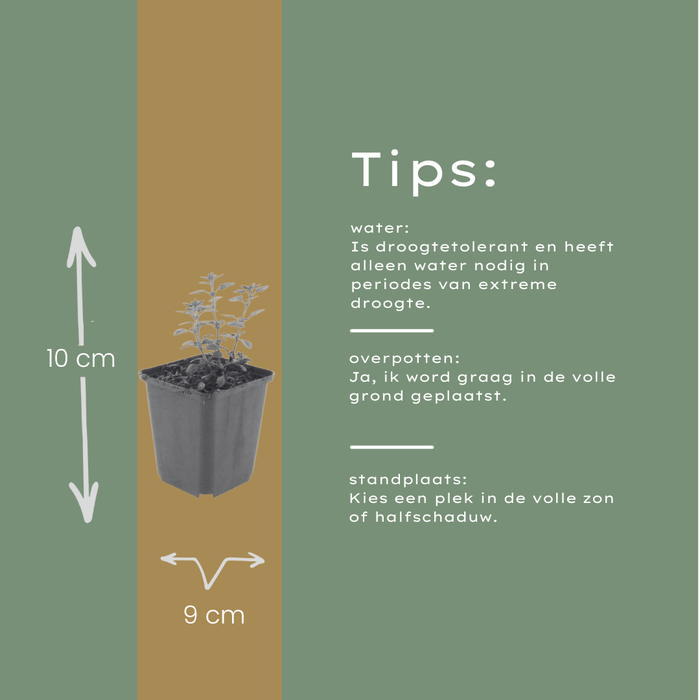 24x Teucrium lucidrys - ↕10-25cm - Ø9cm