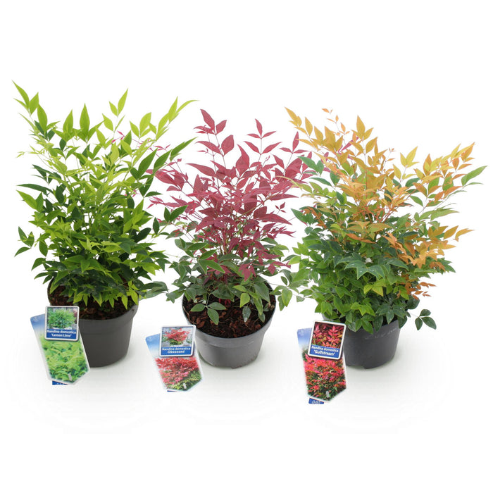 Nandina Tricolour - Geel & Rood & Oranje - 3 Planten - Groenblijvend - Weinig Onderhoud - Pot 17cm Hoogte 45cm