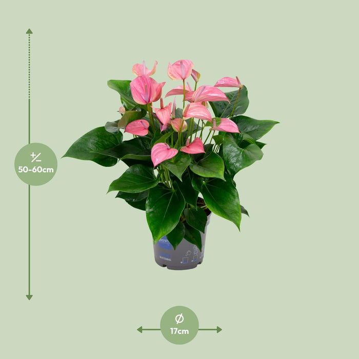 Anthurium Karma Joli - ↕55cm - Ø17cm