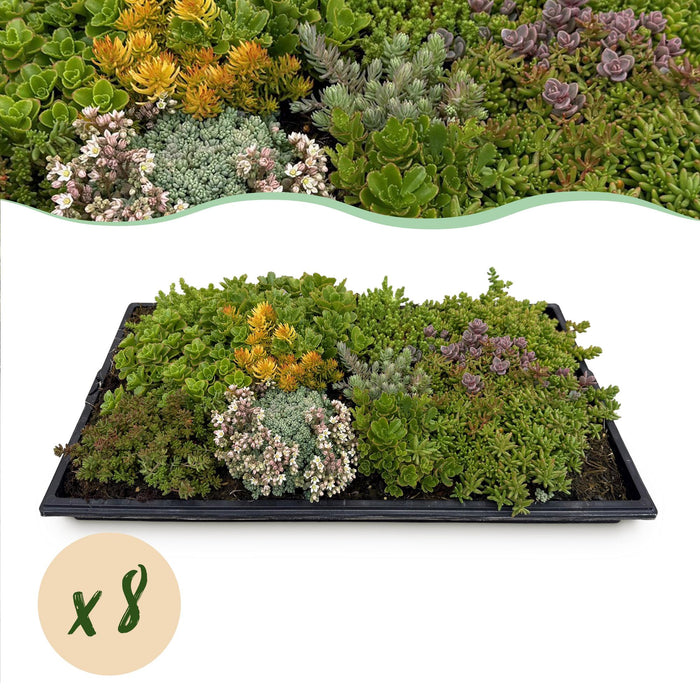 Bodembedekker - Winterhard - Sedum mat - Bestaat uit 10 soorten - X8 - Weinig Onderhoud - Lengte 50 Breedte 30