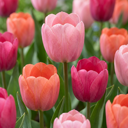 80x Tulipa Positive Vibe - Bloembollen - Tulp Positive Vibe - Diversen - Voorjaarsbloeier - Bolmaat 11/12