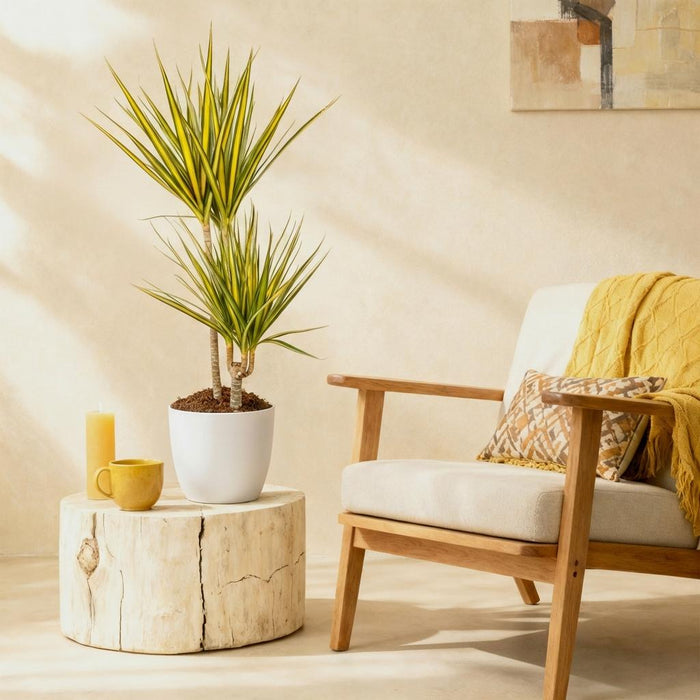 Dracaena Sunray - Drakenbloedboom - met witte plantenpot - ↕90-100cm - Ø21cm