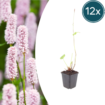 Persicaria bistorta - Adderwortel - ↕10-25cm - Ø9cm - 12x