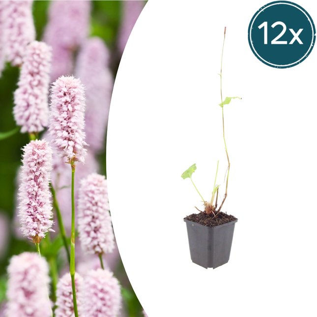 Persicaria bistorta - Adderwortel - ↕10-25cm - Ø9cm - 12x