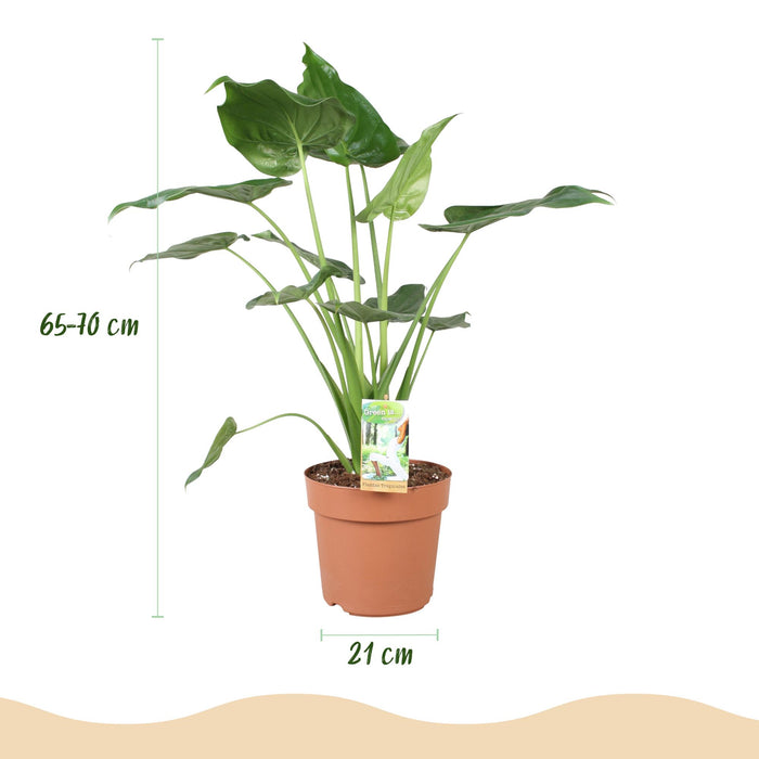 Alocasia Cucullata - Boeddha's hand - met witte plantenpotten - ↕65-70cm - Ø21cm