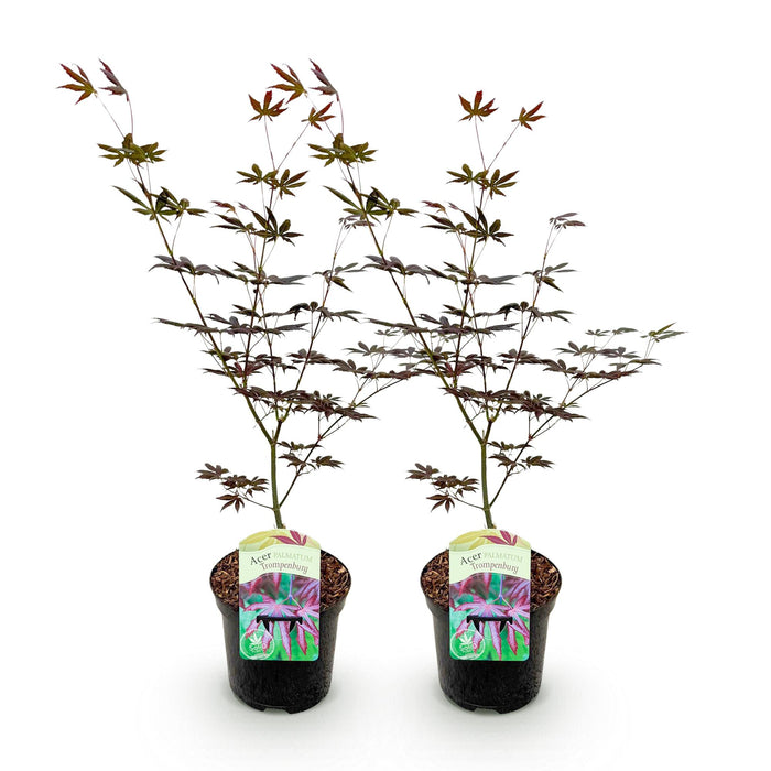 Terrasplant - Japanse Esdoorn - Acer palmatum Trompenburg -Donker Paars - 2 Planten - Bladverliezend - ↕70cm - Ø19cm