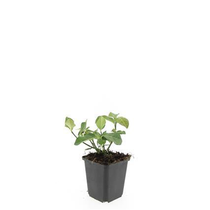 Euonymus fortunei 'Coperta di freccette' - Cappello del cardinale - ↕10-25cm - Ø9cm - 48x
