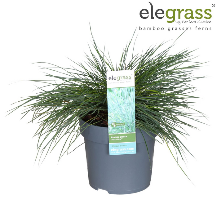 Festuca glauca Azura Blue - Blauw Schapengras - ↕30cm - Ø14cm