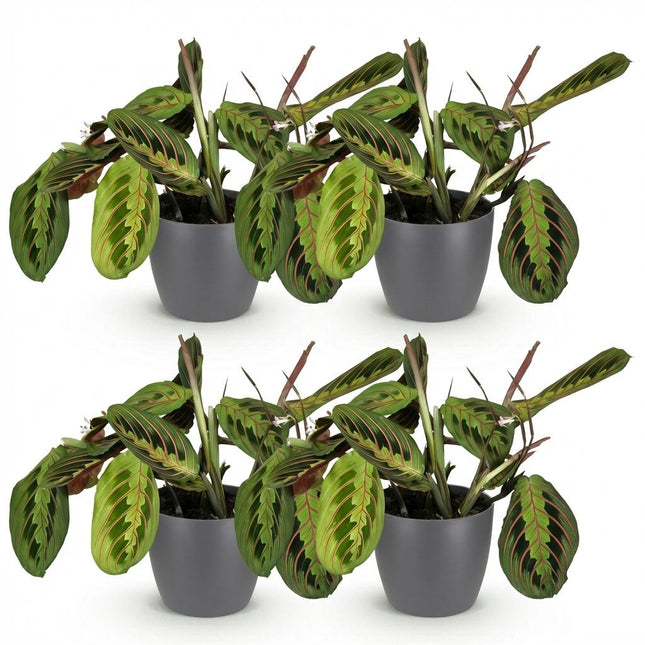 Maranta Fascinator Tricolor - Planta de oración - con macetas grises - ↕25cm - Ø12cm - 4x