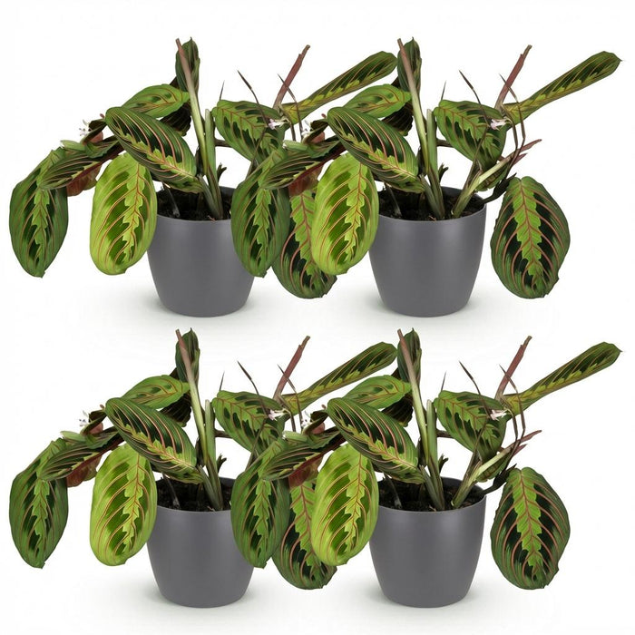 Maranta Fascinator Tricolour - Gebedsplant - met grijze plantenpotten - ↕25cm - Ø12cm - 4x