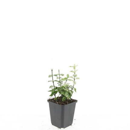 Euonymus fortunei 'Arlecchino' - Cappello da cardinale - ↕10-25cm - Ø9cm - 24x
