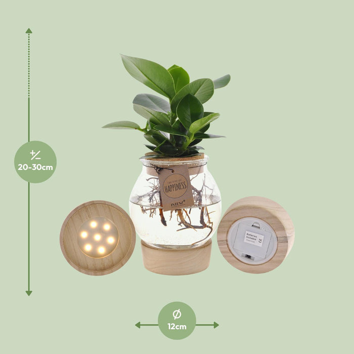 Clusia In Bolglas + Klikkurk + LED - ↕30cm - Ø12cm