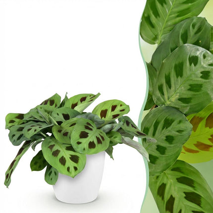 Maranta Fascinator Kerchoveana - Zebraplant - met witte plantenpot - ↕25cm - Ø12cm