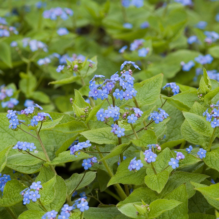 Brunnera macrophylla - Kaukasisch vergeet mij nietje - ↕10-25cm - Ø9cm - 12x