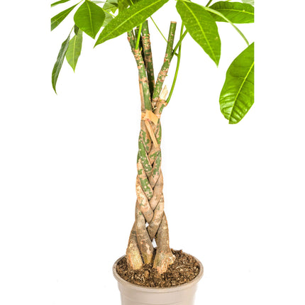 Pachira Aquatica with basket Ø21cm - ↕90 - 110cm