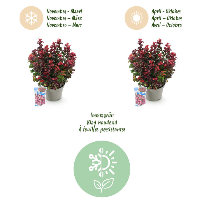 Leucothoe Curly Red - Rood - 1 Plant -  Groenblijvend - Weinig Onderhoud - Pot 17cm Hoogte 40cm