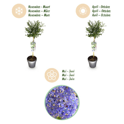 Ceanothus thyrsiflorus Repens - American Lilac - Purple Flower - ↕90cm - Ø19cm
