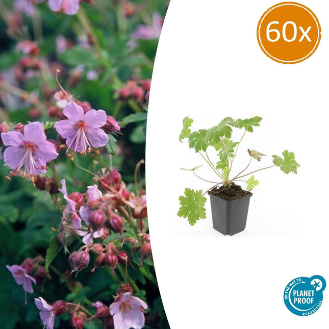 Geranium macrorrhizum 'Varietà di Ingwersen' - ↕10-25cm - Ø9cm - 60x