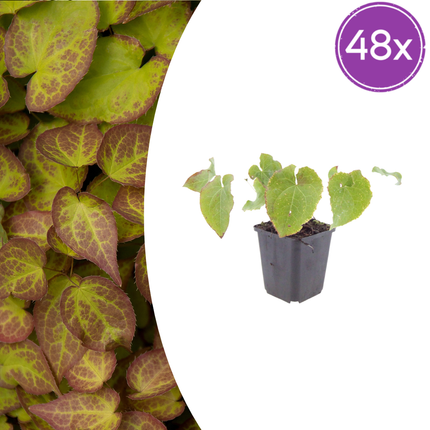 Epimedium perralchicum 'Frohnleiten' - Elfenbloem - ↕10-25cm - Ø9cm - 48x