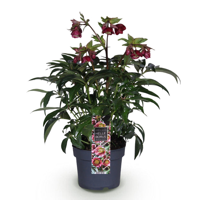 Fastelavnsrose - Helleborus Dacaya - Pink Blomst - ↕50cm - Ø19cm