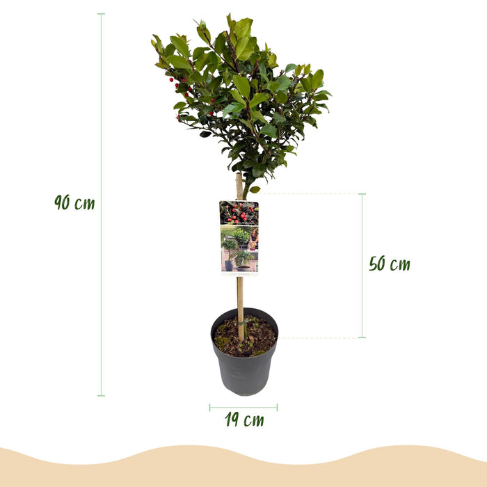 Tuinplant - Ilex meserveae Blue Maid - Plant op stam - Terras Plant - Bladverliezend - Weinig Onderhoud - Pot 19cm Hoogte 90cm